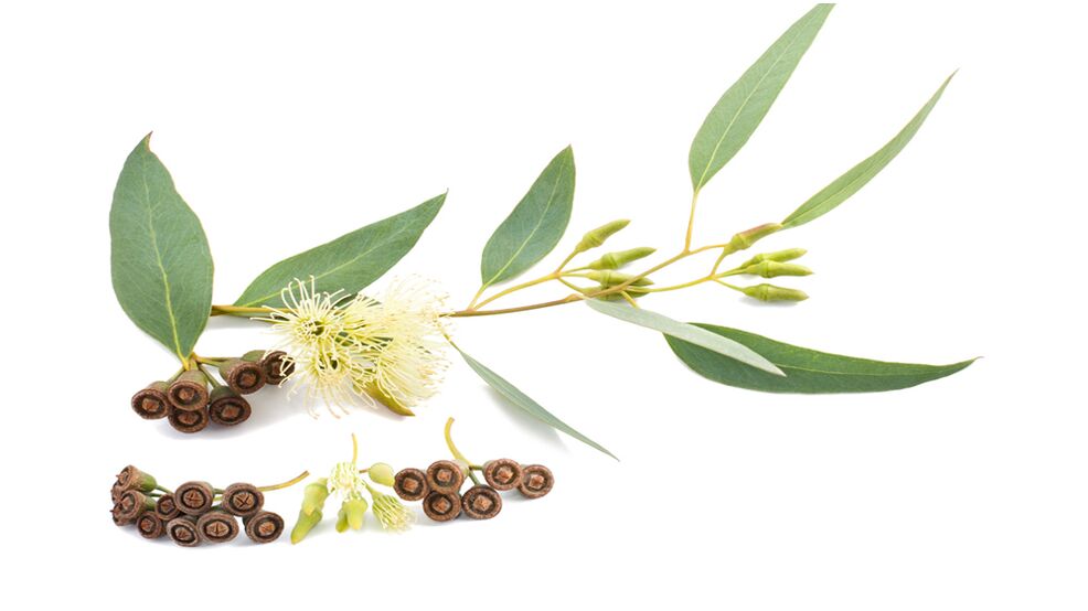 Eucalyptus dans Hondrolife