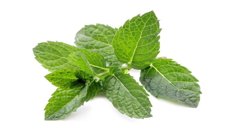 Menthe dans Hondrolife